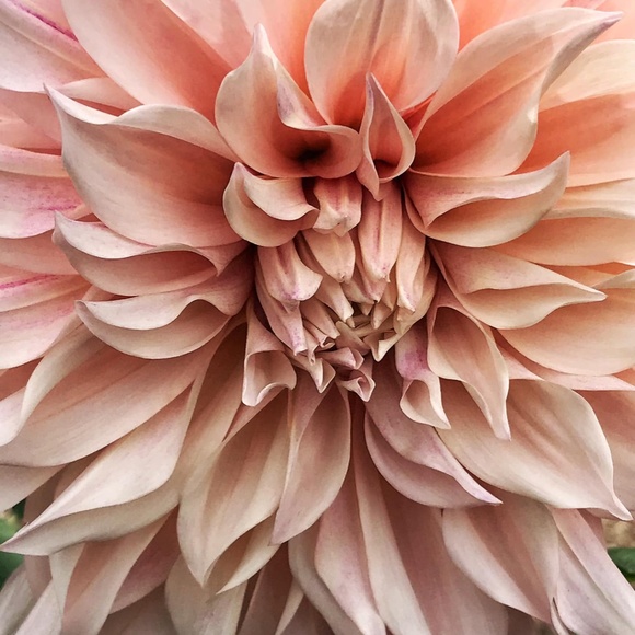 Meet your Posher, Susan - Picture 14 of 15